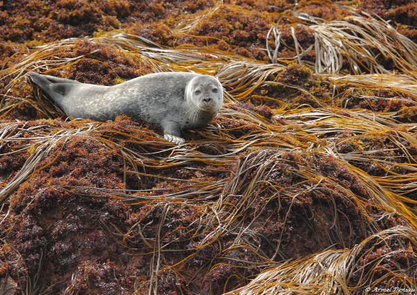 Phoque gris (Halichoerus grypus) © Armel Deniau / RNN des Sept-Iles